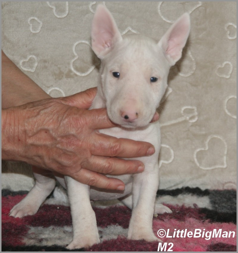 Of the little big man - Chiots disponibles - Bull Terrier