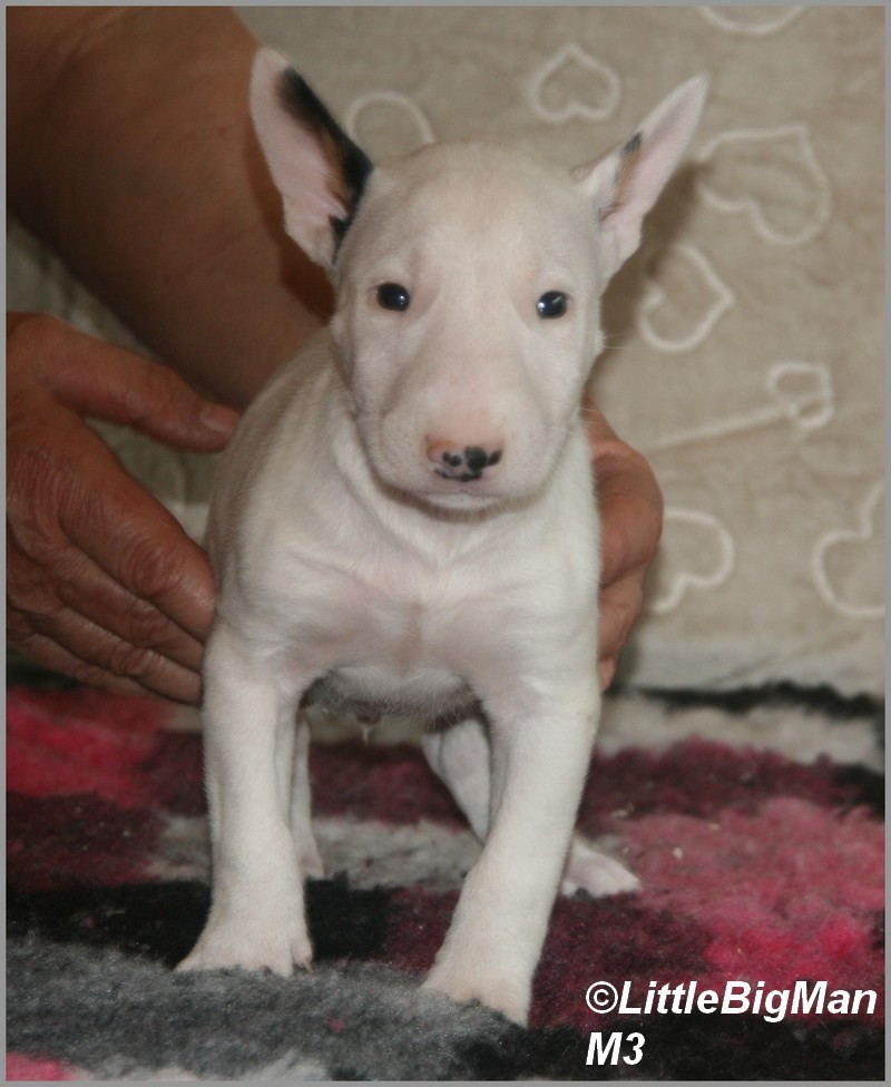 Of the little big man - Chiots disponibles - Bull Terrier