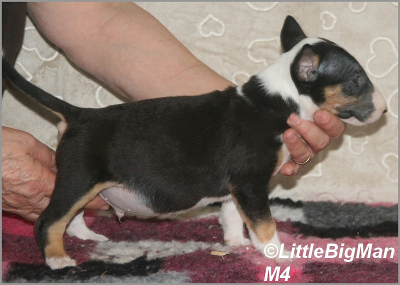 Of the little big man - Chiots disponibles - Bull Terrier