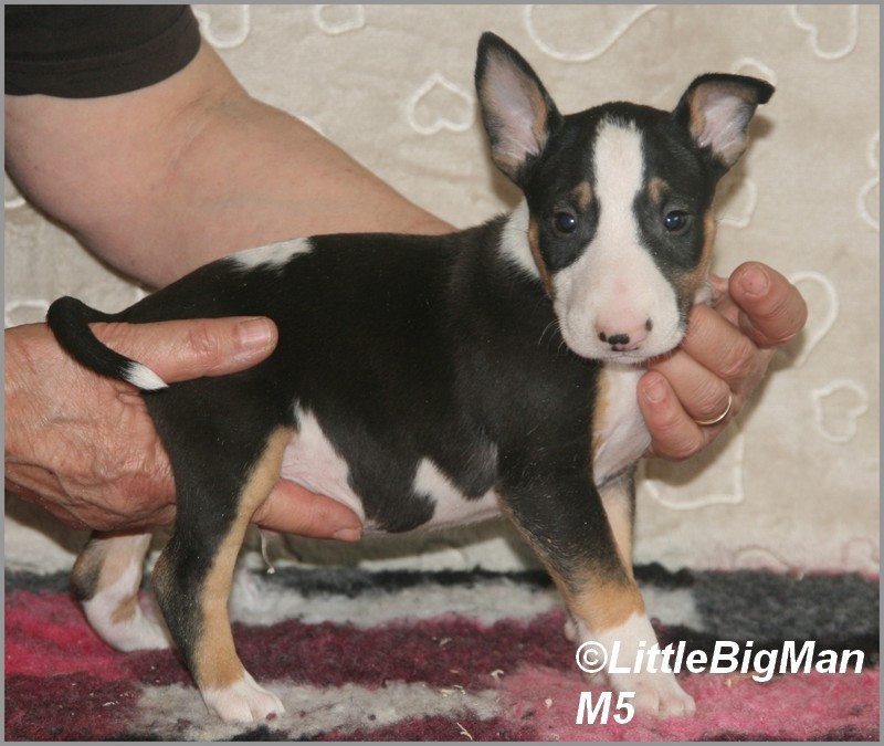 Of the little big man - Chiots disponibles - Bull Terrier