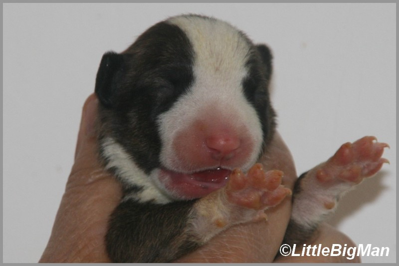 Of the little big man - Chiots disponibles - Bull Terrier