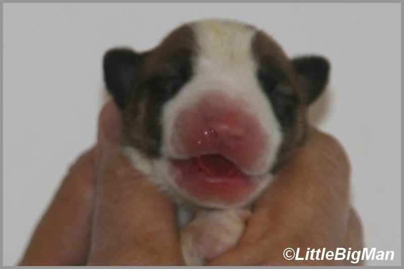 Of the little big man - Chiots disponibles - Bull Terrier