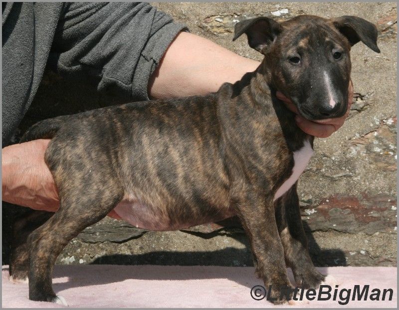 Of the little big man - Chiots disponibles - Bull Terrier