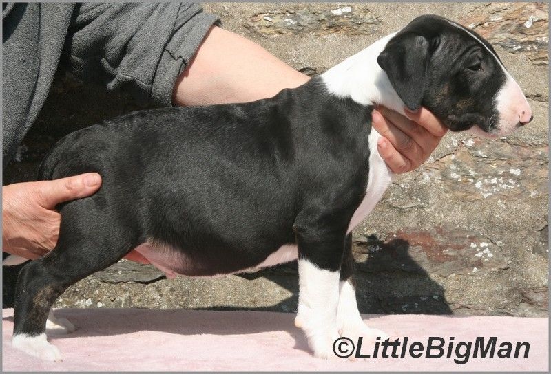 Of the little big man - Chiots disponibles - Bull Terrier