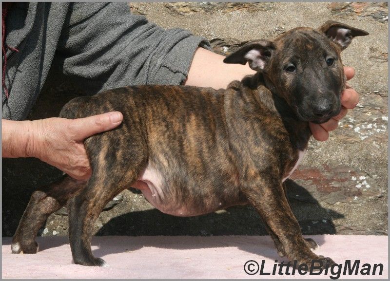 Of the little big man - Chiots disponibles - Bull Terrier