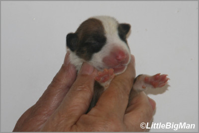 Chiot N°6