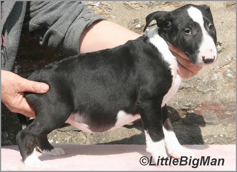 Of the little big man - Chiots disponibles - Bull Terrier